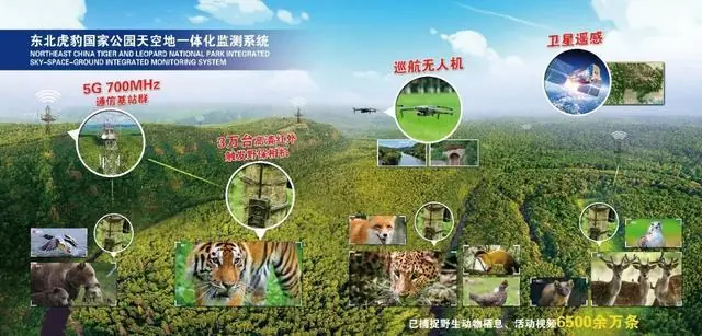 深耕东北虎豹生态国际传播，吉视传媒以AIGC内容创作拓宽广电数字化转型之路