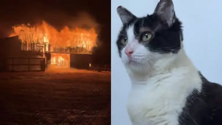 猫真的有九条命？大火烧焦的黑猫3个月重回颜值巅峰
