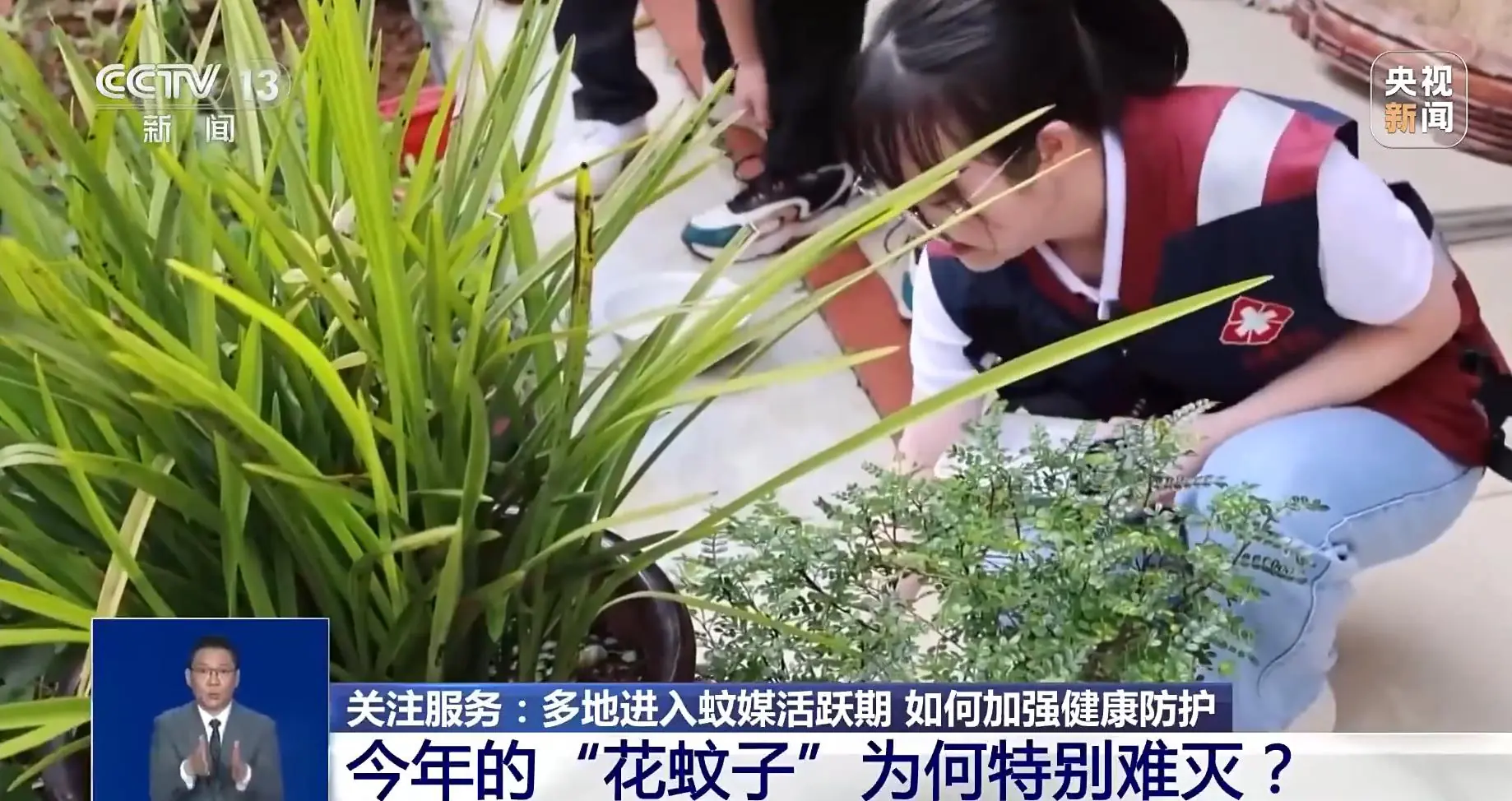 越来越难杀！花蚊子已有了耐药性 多款杀虫剂效果减弱