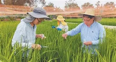 为了水稻抗病又稳产（弘扬科学家精神）