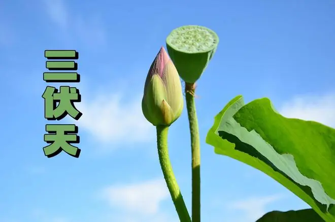 “早入伏，凉飕飕；晚入伏，热死牛”，7月15日入伏，是早还是晚