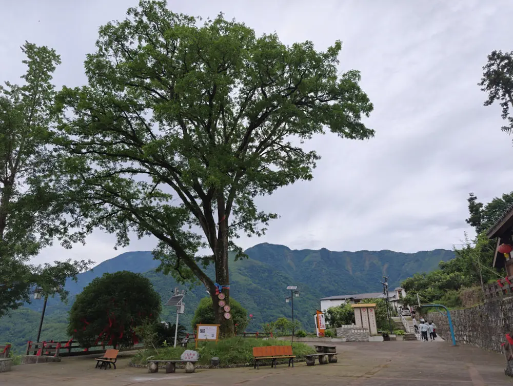 新华走笔丨李力可：石椅村的接力故事