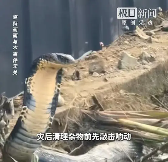 约900条蛇出逃！广西一被咬女子不幸离世！当地最新回应