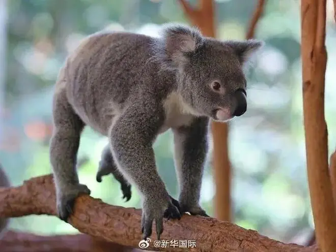 抢救和保存考拉精子与卵子！澳大利亚昆士兰大学建考拉精卵联合储存库