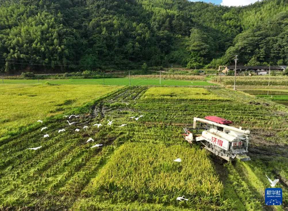 福建建瓯：种粮大户抢收早稻