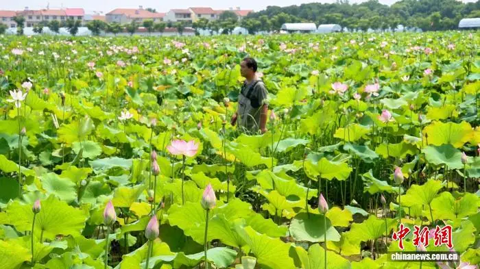 （寻味中华｜节令）小暑食新早 人间烟火长