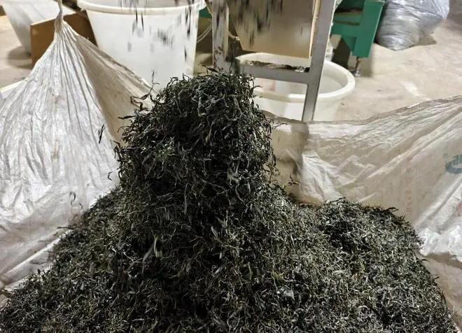 传统茶叶市场哀鸿遍野！茶商：做茶，越来越看不到希望！
