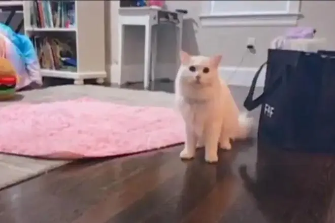 猫丢了？！铲屎官满大街找了30个小时，最后发现这货就没出过门...
