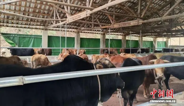 江西瑞昌：特色种养齐发力 产业富民助增收