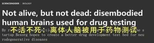 人刚死脑子就被挖走试药，美国这家公司 “复活” 了 700 颗大脑