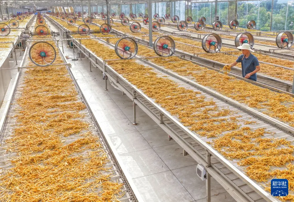 湖南衡阳：黄花菜飘香采收忙