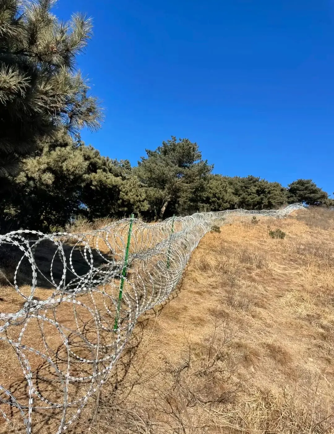 泰山刀片网被质疑影响动物迁徙，泰安市民：多次见动物挂刀片网死亡