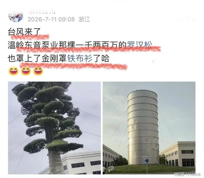 台风来了！温岭东音泵业一棵价值1200万的罗汉松，罩上“金刚罩铁布衫”