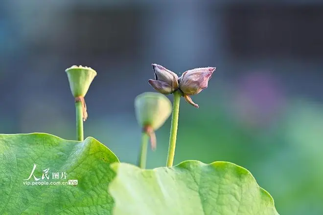 北京：莲花池公园并蒂莲花开