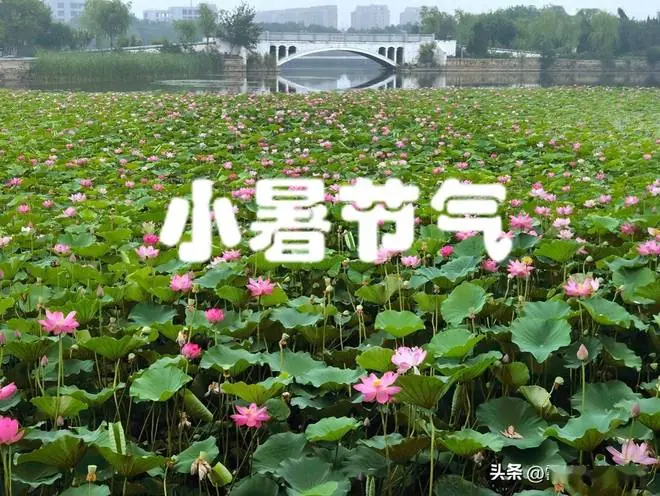 7月7日小暑节气，记得“吃3样，做1事，忌1事”，安康顺遂度夏！